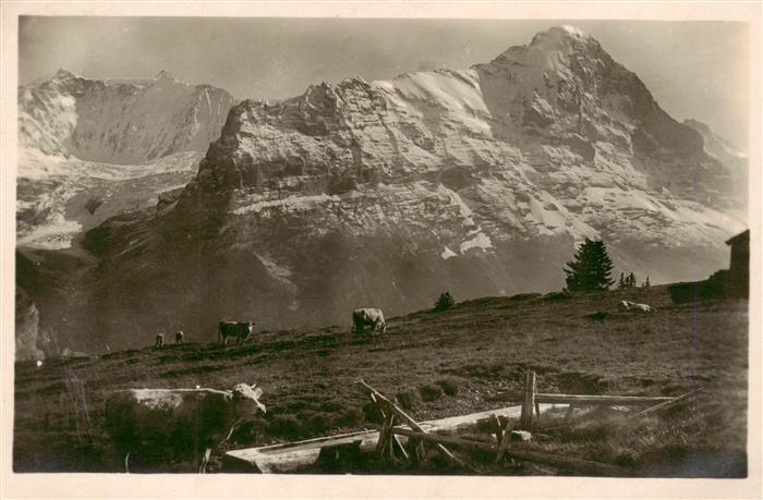 Grindelwald BE Alp Nothalden mit Eiger und Viescherhoerner
