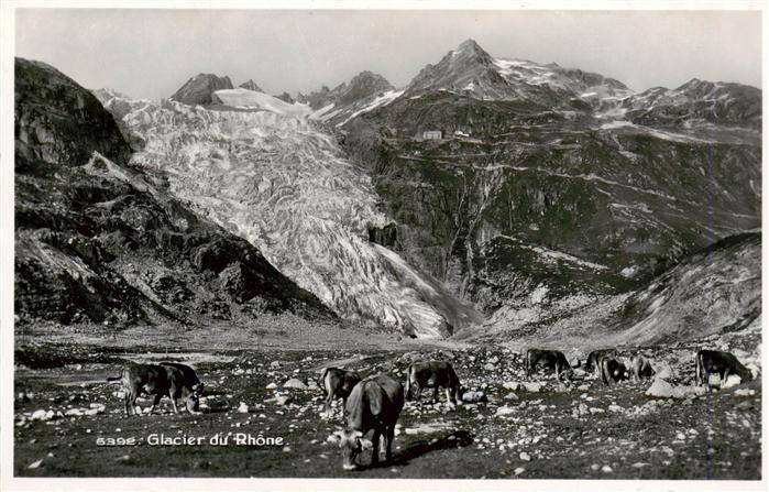 Gletscher Glacier Glaciar Nr.6392 Glacier du Rhone Kühe