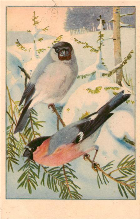 Voegel Birds Oiseaux Dompfaff- Bouvreuil