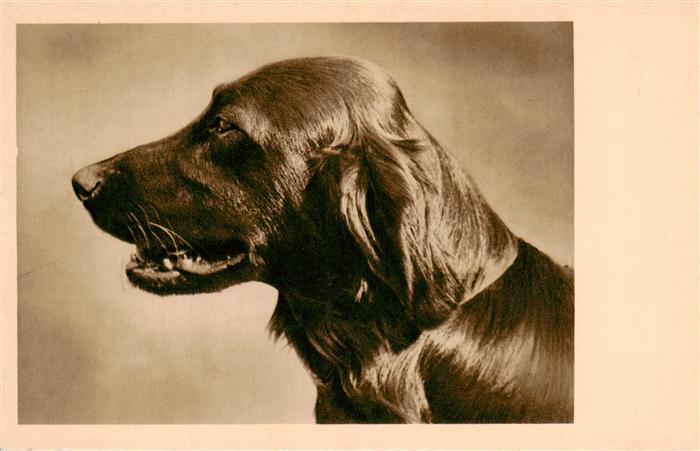 Hunde dogs chiens B.Co.B. 9026/2 Hund