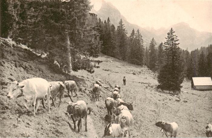 Landwirtschaft Kuehe