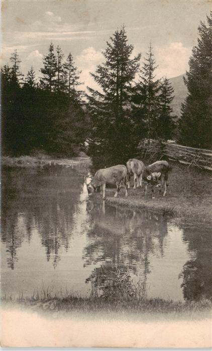 Landwirtschaft Kuehe Teich Nr. 22047 Geb Wehrli