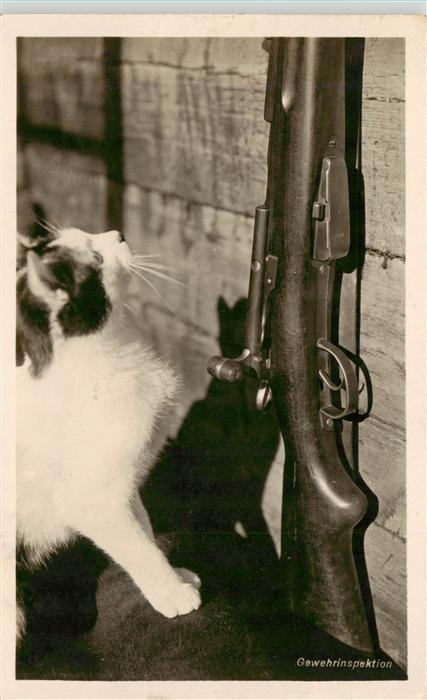 Katzen Gewehrinspektion