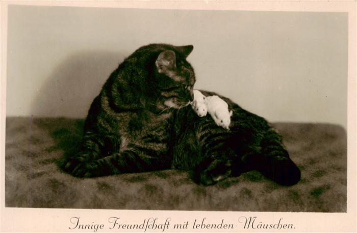 Katzen Maeuse