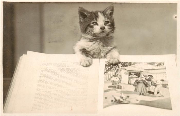 Katzen Buch