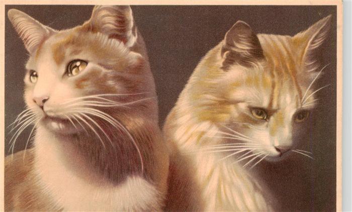 Katzen Portre