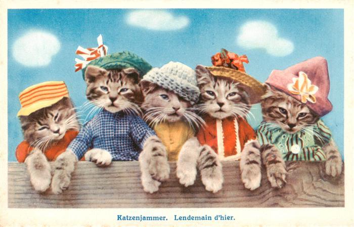Katzen Katzenjammer Hut