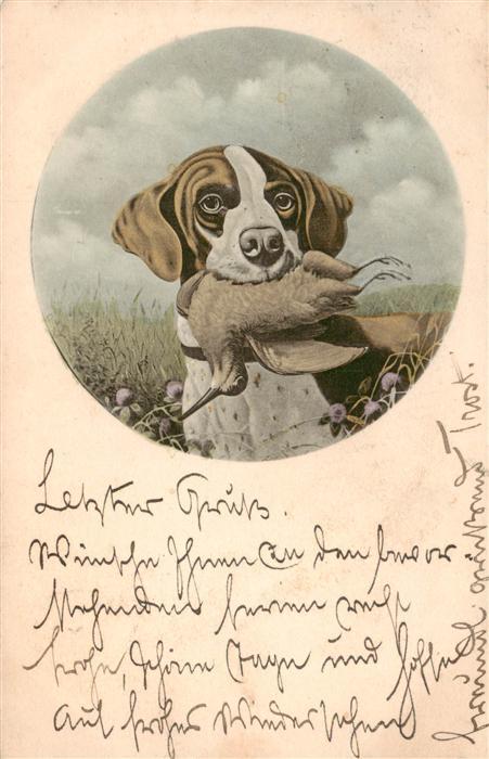 Hunde dogs chiens Vogel