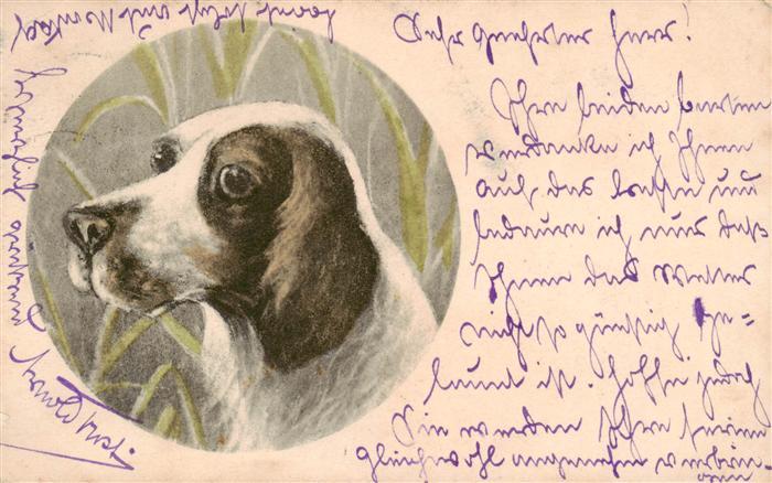 Hunde dogs chiens hund