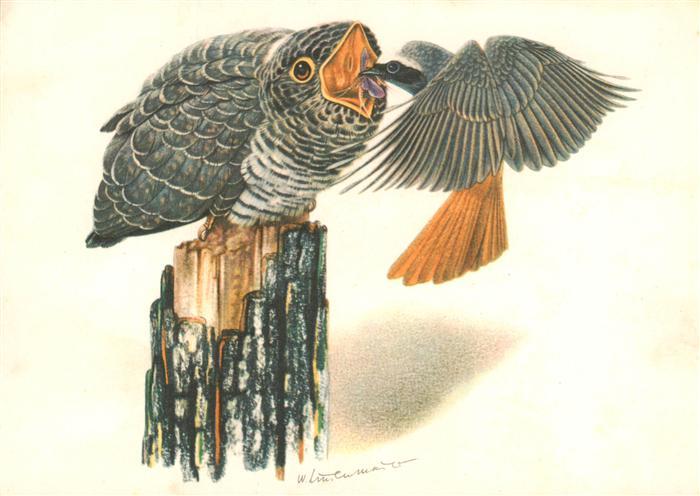 Voegel Birds Oiseaux Kuckuck Gartenrotschwanz