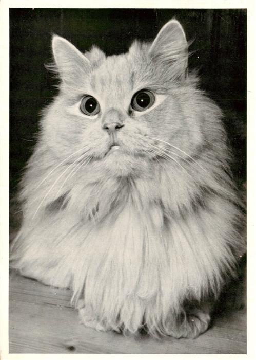 Katzen Perserkatze