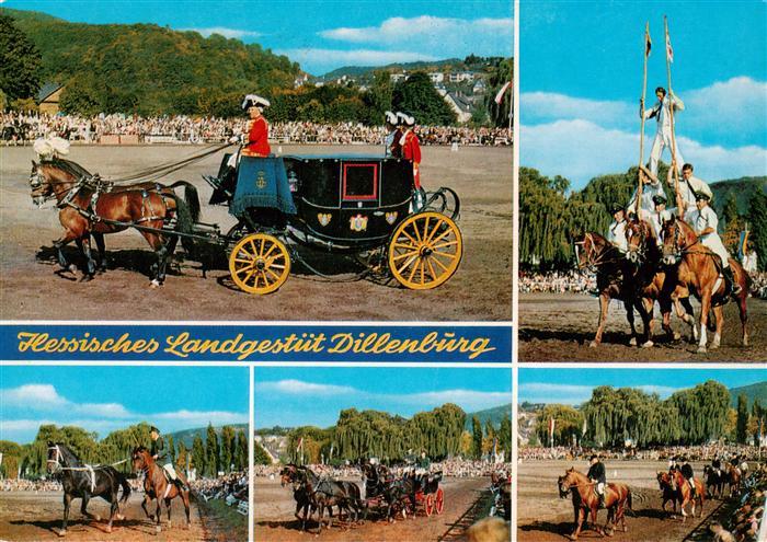 Dillenburg Hessen Hess Landgestuet Dillenburg Hengstparade Details
