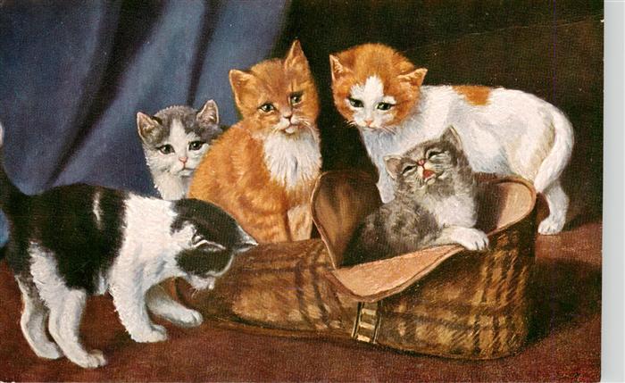 Katzen Schuh