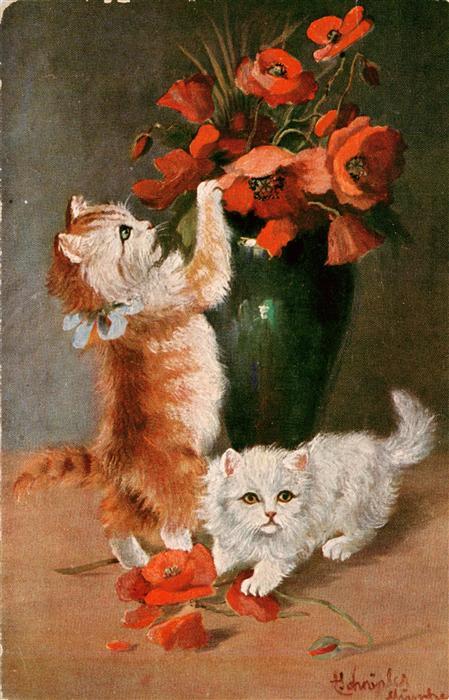 Katzen Mohnbluemen