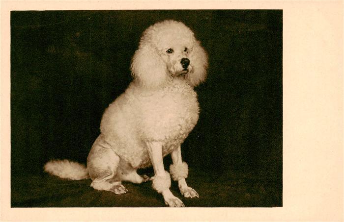 Pudel Poodle Caniche Hunde dogs chiens B.Co.B. 9025/1 Hund Weis