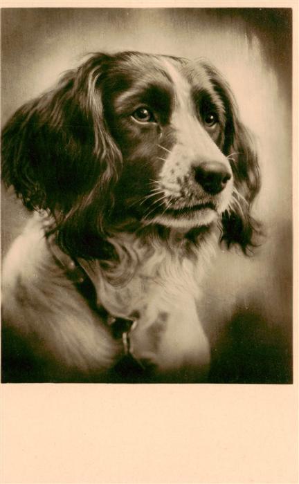 Foto PH Nr. 104 Hund