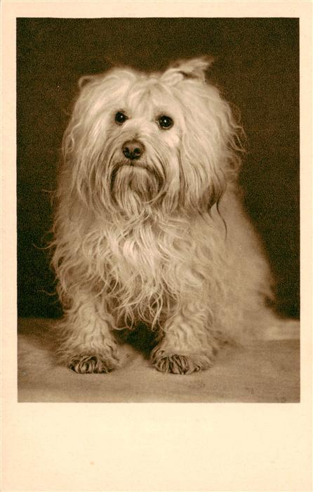 Hunde dogs chiens B.Co.B. 9025/2 Weiss