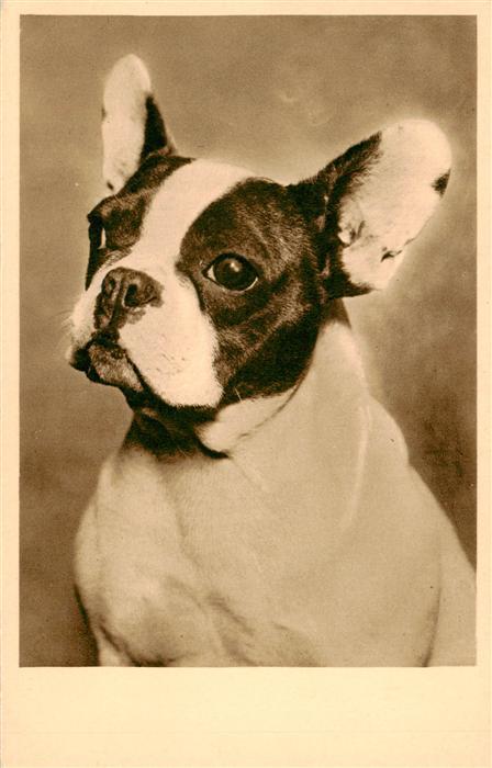 Foto AR Nr. 8032/1 Import Hund
