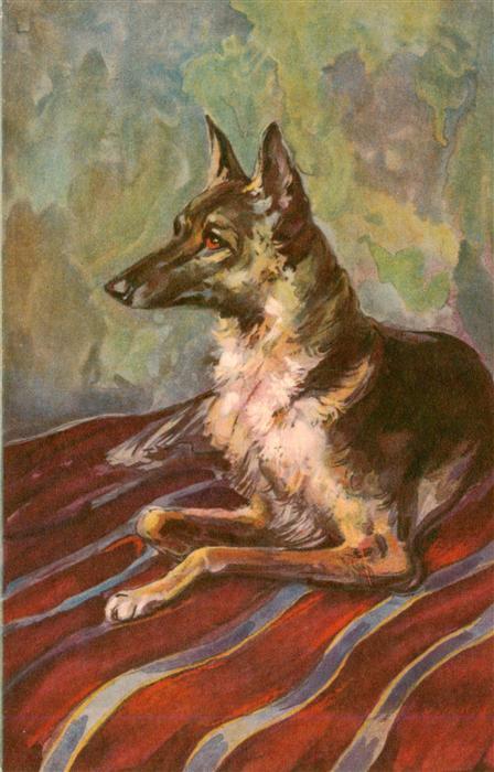 Hunde dogs chiens Police Dog  M. Lenci