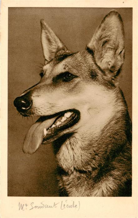 Hunde dogs chiens B.Co.B. Nr. 3034/1