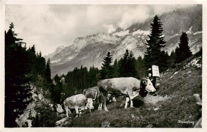 Foto Photoglob Wehrli Zuerich Nr. 2912 Alpaufzug Kühe