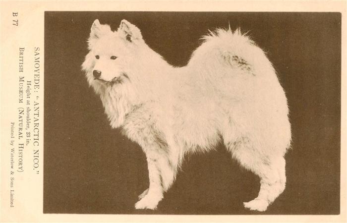 Hunde dogs chiens Samoyede Antarctic Nico