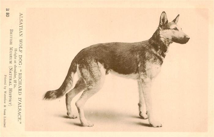 Hunde dogs chiens Alsatian Wolf Dog Richard D Alsace