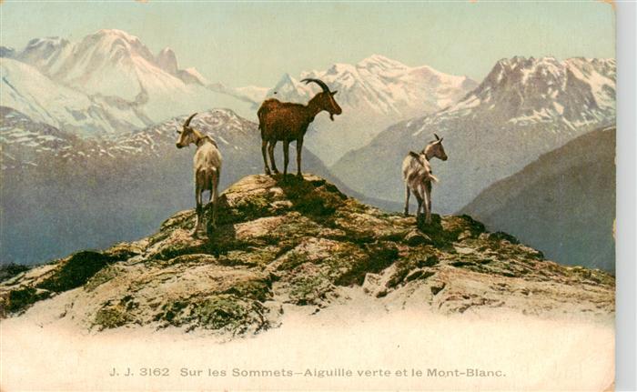 Steinbock Capricorn Capricorne Capricornio-- J.J. 3162 Sommer Aiguille verte et