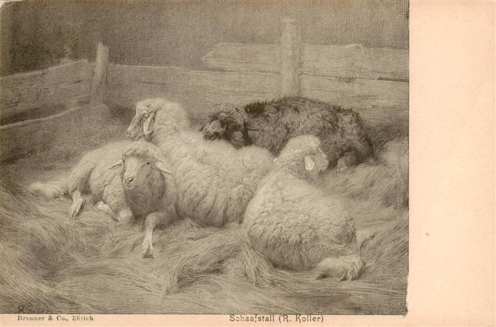 Schaeferei Sheperding Bergerie-- Schaafstall R.Roller