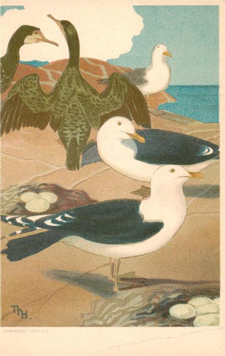 Voegel Birds Oiseaux Moewen Eneberettiget