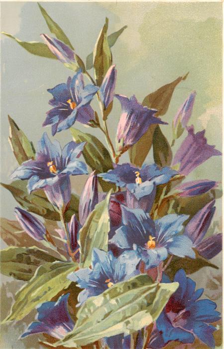 Blumen Flowers Fleurs Enzian