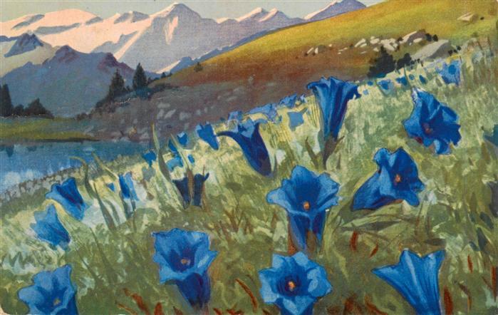 Blumen Flowers Fleurs Enzian Wiese