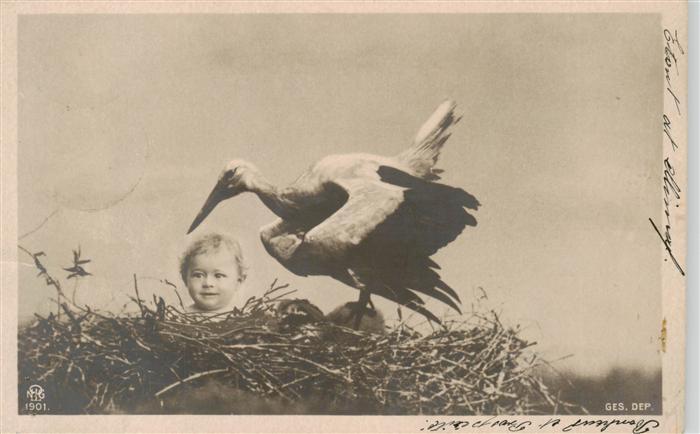 Foto NPG Nr. 1901 Baby Storch