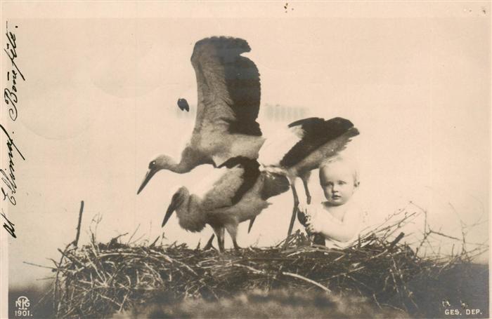 Foto NPG Nr. 1901 Baby Storch