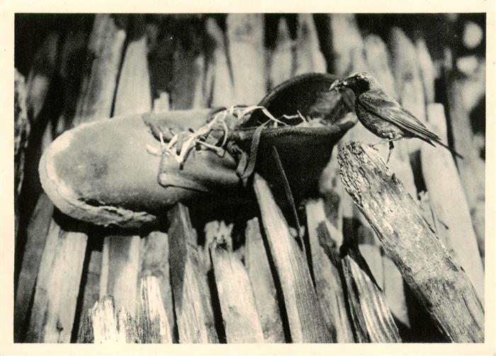 Voegel Birds Oiseaux Gartenrotschwanz