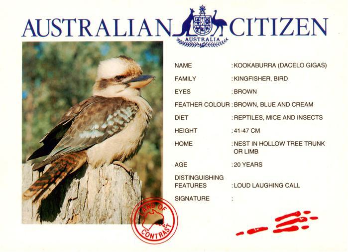 Voegel Birds Oiseaux Kookaburra