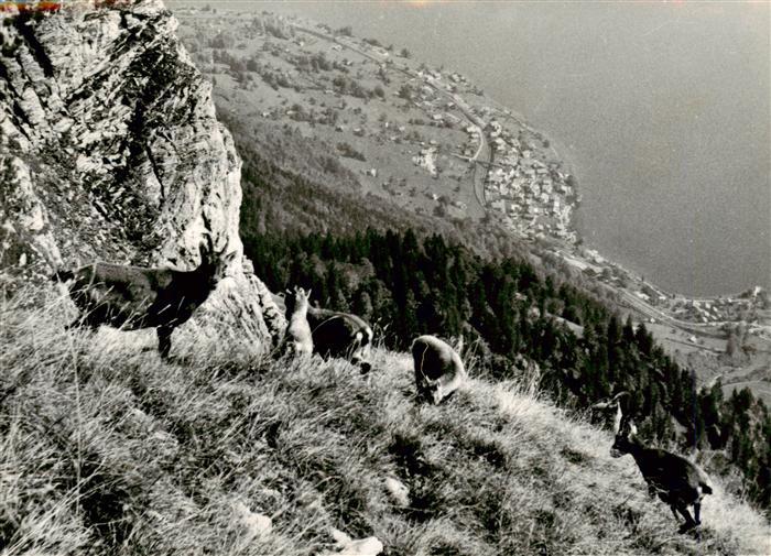 Steinbock Capricorn Capricorne Capricornio-- Augstmatthorn