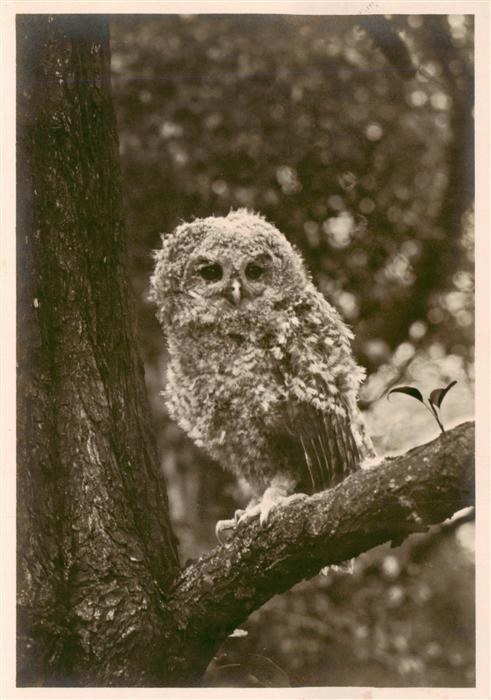 Eule Owl Hibou Chouette-- Junger Waldkauz