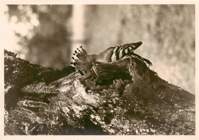 Voegel Birds Oiseaux Wiedehopf an der Nisthoehle