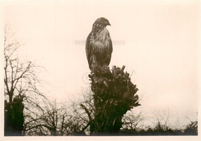 Bussard Buzzard Buse Busardo-- Maeuse