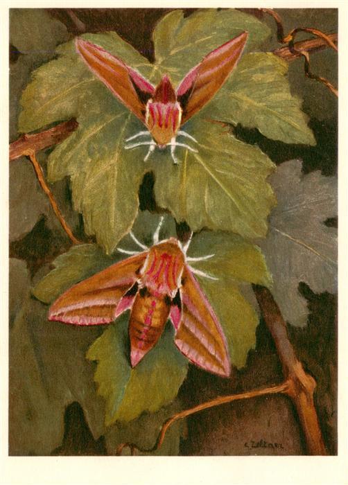 Zeltner C. Nr. 609 Sphingidae