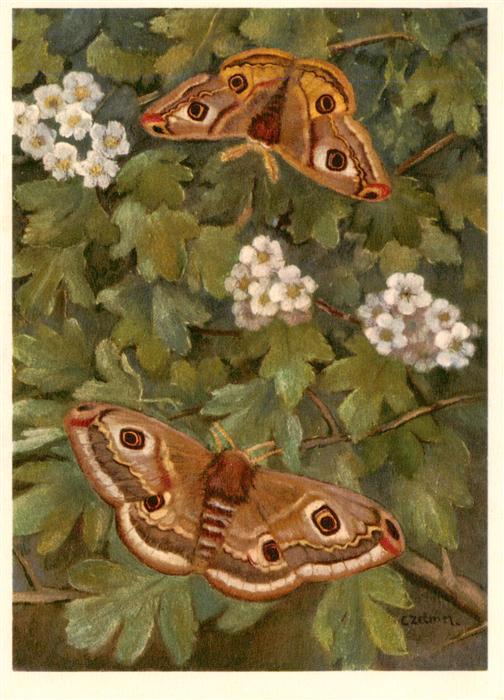 Zeltner C. Nr. 606 Saturnidae Kleines Nachtpfauenauge