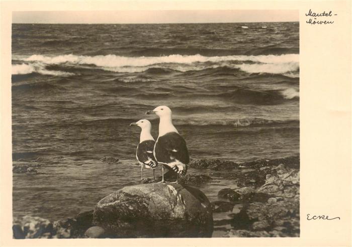 Moewen Seagulls Mouettes Gabbiani Gaviotas-- Meer