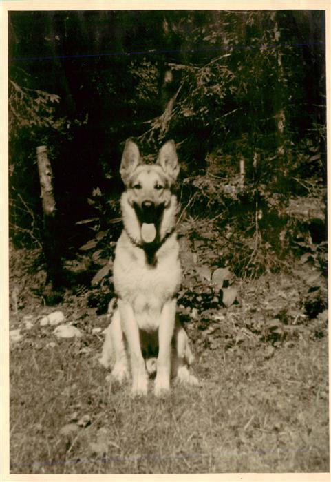 Shepard Schaeferhund Deutscher German allemand--