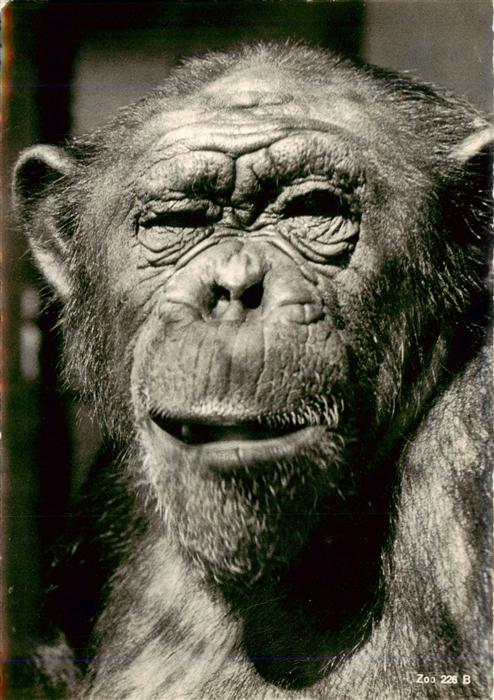 Zoo Gardin Zoologique-- Zuerich Schimpansen