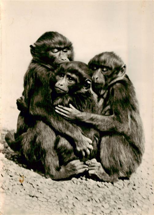 Zoo Gardin Zoologique-- Zuerich Affen