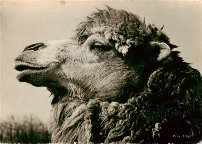 Zoo Gardin Zoologique-- Zuerich Kamel