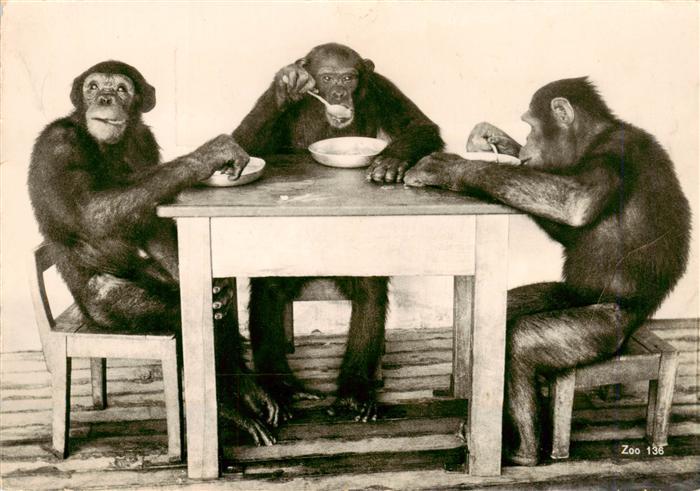 Zoo Gardin Zoologique-- Zuerich Schimpansen