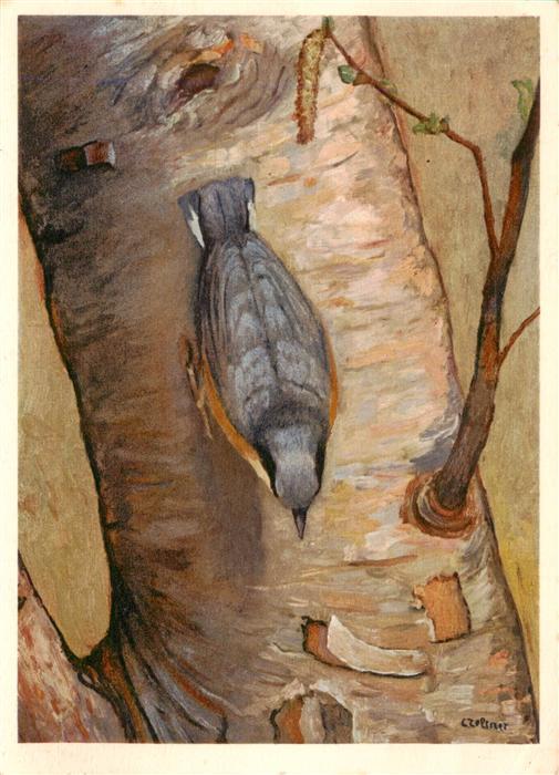 Zeltner C. Kleiber Sitelle