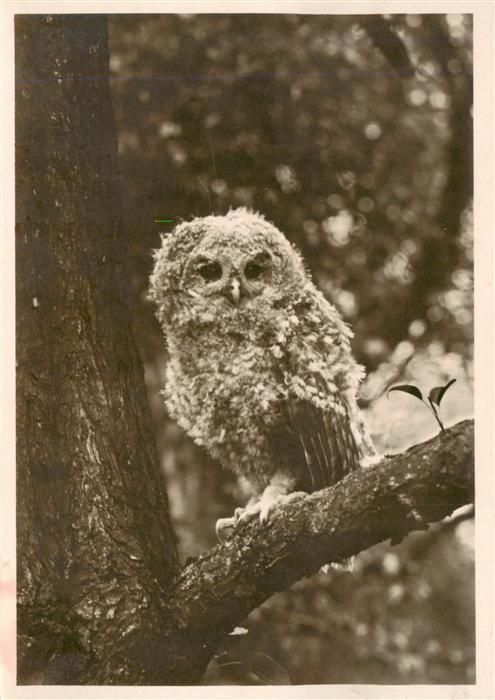 Eule Owl Hibou Chouette-- Junger Waldkautz